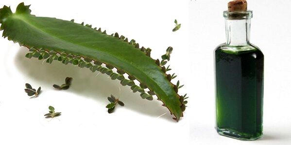 Kalanchoe kivonat - Exodermin összetétel